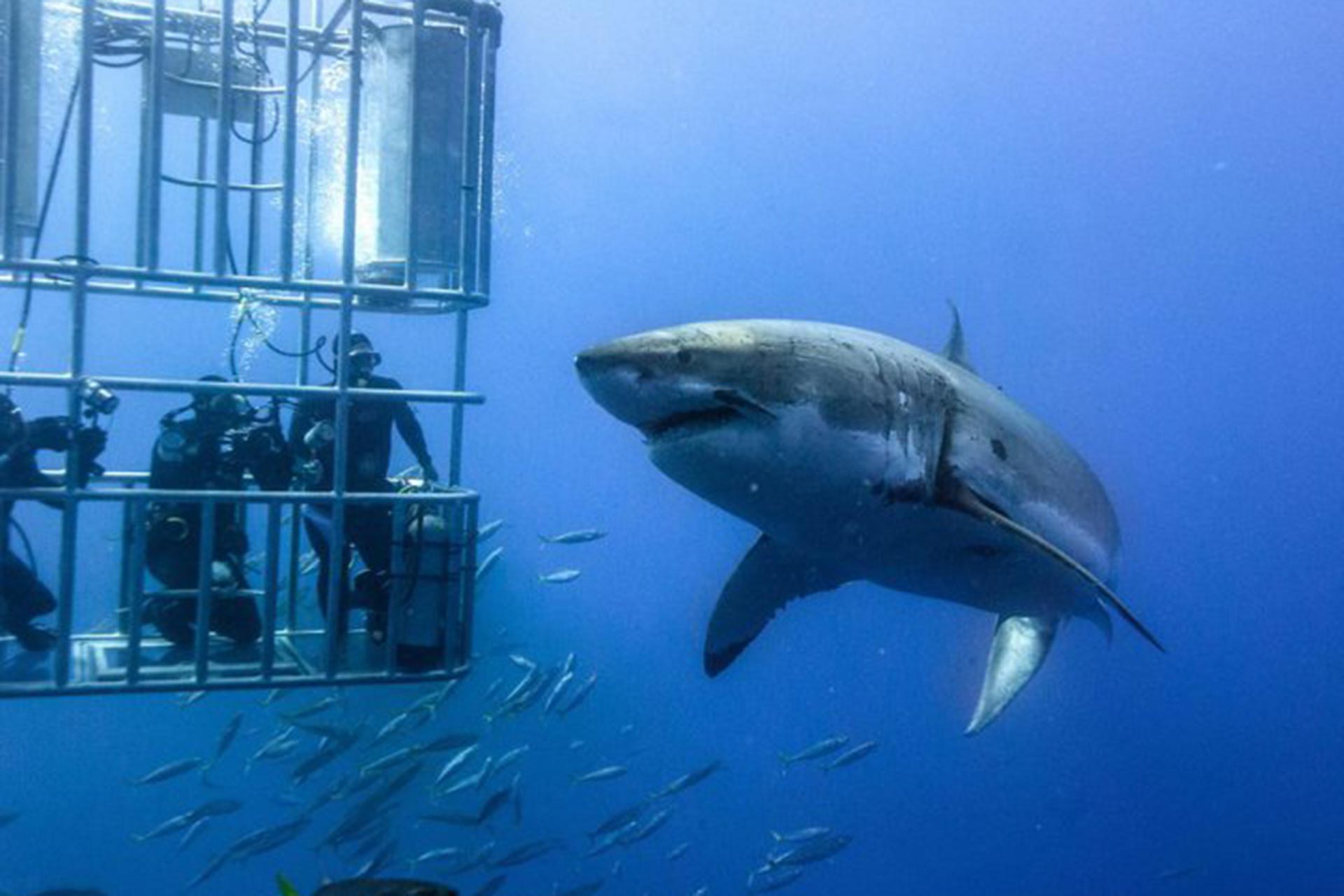 shark-cage-diving-1